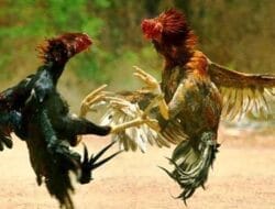Raja Sabung Ayam Diduga Kebal Hukum di Tulungagung: Goclo dan Penyu di Balik Bisnis Judi Terlarang