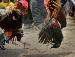 Penegakan Hukum Kalah Telak dari Ayam Aduan di Rejotangan