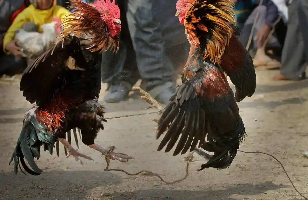 Penegakan Hukum Kalah Telak dari Ayam Aduan di Rejotangan