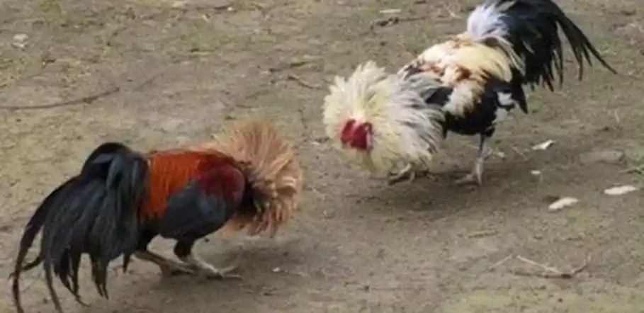 Praktik Judi Sabung Ayam Masih Menjamur di Wonocatur, Penegak Hukum Dinilai Tutup Mata