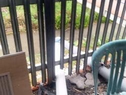 Investigasi Budidaya Udang Dana BUMDes Lemah Kembar: IPAL Tak Berfungsi, Lingkungan Terancam