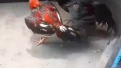 Masyarakat Mojokerto Protes Keras, Sabung Ayam Kian Menggila Tanpa Penegakan Hukum