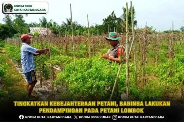 Tingkatkan Kesejahteraan Petani, Babinsa Lakukan Pendampingan pada Petani Lombok