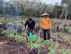 Anggota Satgas TMMD Wiltas Ke-127 Bantu Warga Rawat Tanaman Terong di Linggang Amer