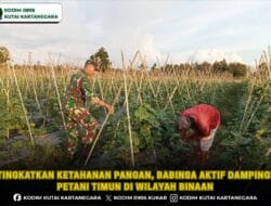 Tingkatkan Ketahanan Pangan, Babinsa Aktif Dampingi Petani Timun di Wilayah Binaan