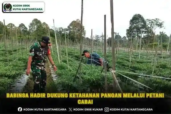 Babinsa Hadir Dukung Ketahanan Pangan melalui Petani Cabai