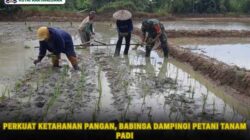 Perkuat Ketahanan Pangan, Babinsa Dampingi Petani Tanam Padi