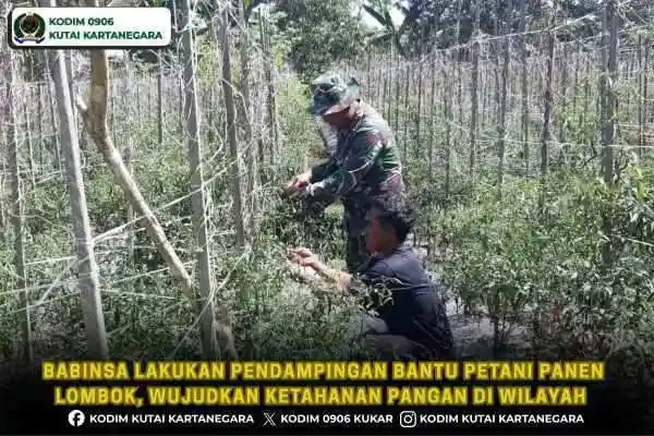 Babinsa Lakukan Pendampingan Bantu Petani Panen Lombok, Wujudkan Ketahanan Pangan Di Wilayah