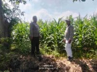 Polisi Turun ke Sawah, Pantau Tanaman Hortikultura demi Ketahanan Pangan Nasional