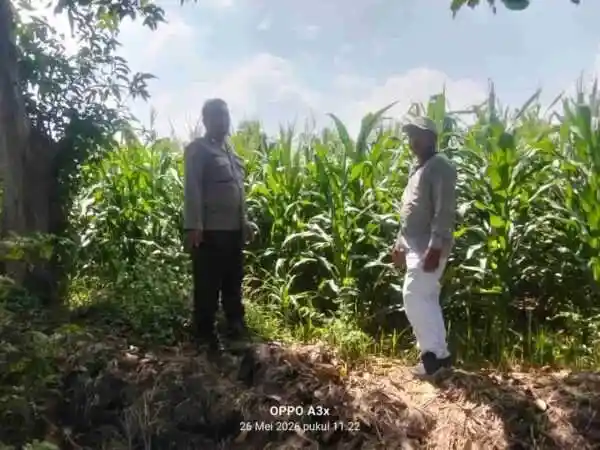 Polisi Turun ke Sawah, Pantau Tanaman Hortikultura demi Ketahanan Pangan Nasional