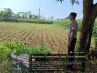 Polisi Turun ke Sawah Dampingi Petani Jagung di Probolinggo Kota, Perkuat Program Ketahanan Pangan Nasional
