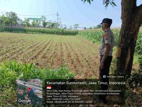 Polisi Turun ke Sawah Dampingi Petani Jagung di Probolinggo Kota, Perkuat Program Ketahanan Pangan Nasional