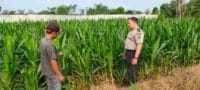 Dari Keamanan ke Ketahanan Pangan, Polisi Probolinggo Kota Aktif Dampingi Petani