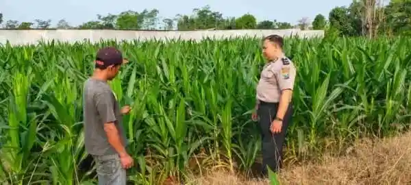 Dari Keamanan ke Ketahanan Pangan, Polisi Probolinggo Kota Aktif Dampingi Petani