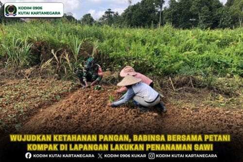Wujudkan Ketahanan Pangan, Babinsa Bersama Petani Kompak di Lapangan Lakukan Penanaman Sawi