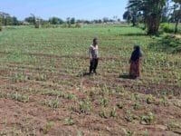 Polisi Dampingi Petani di Sumber Wetan, Kawal Program Ketahanan Pangan dari Lahan Jagung Binaan