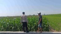 Polisi Turun ke Lahan Jagung, Polsek Kademangan Perkuat Ketahanan Pangan Nasional Bersama Petani