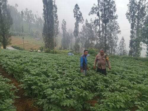 Polsek Tosari Dampingi Warga Kelola Pertanian, Pantau Lahan Kentang di Podokoyo