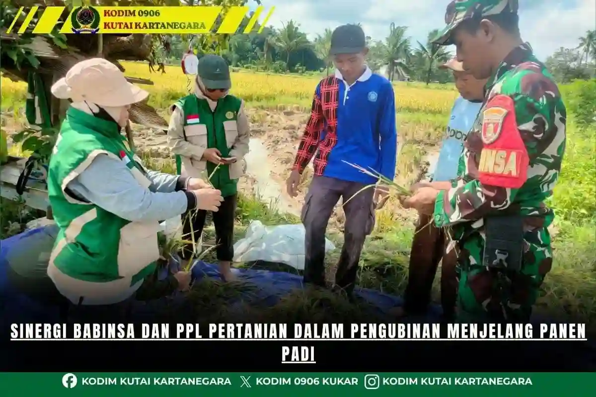 Sinergi Babinsa dan PPL Pertanian dalam Pengubinan Menjelang Panen Padi